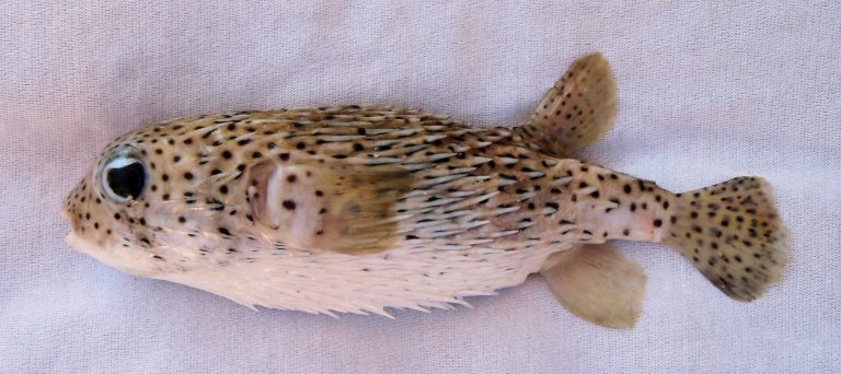 10 Fakta Luar Biasa Ikan Ini Yang Korang Tak Tahu!!