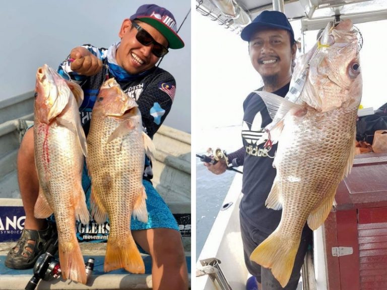 Info Spesies: Profil Ikan Jenahak