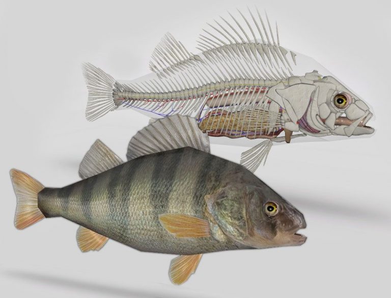 Info Spesies: Anatomi Ikan – Kulit Ikan!!