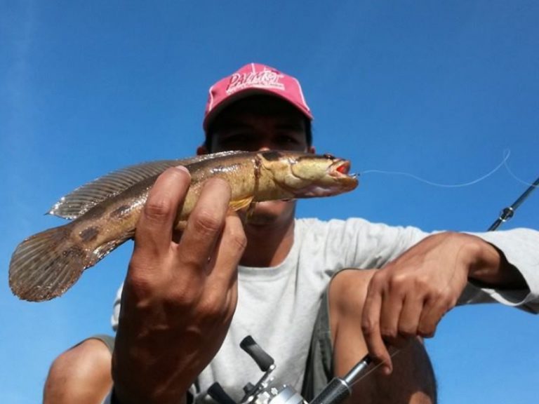 Tip melepaskan ikan kecil!!