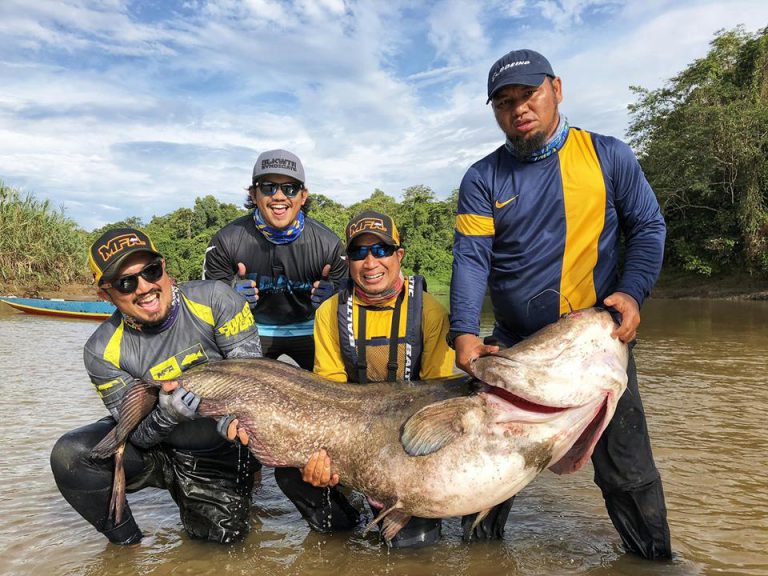 Info Spesies: Kenali 5 spesies ikan tapah!!