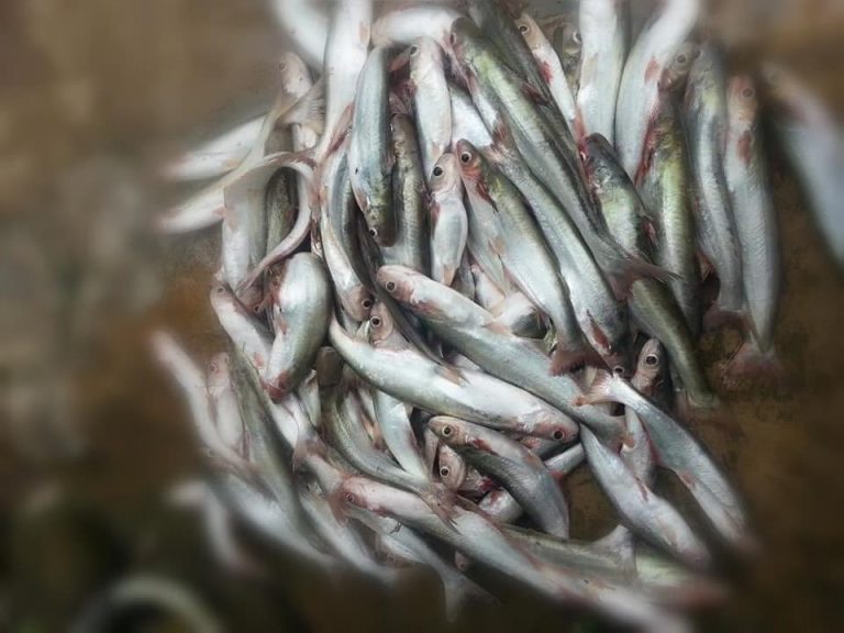 Trip Retro – Menghanyut Botol Memancing Patin Lawang