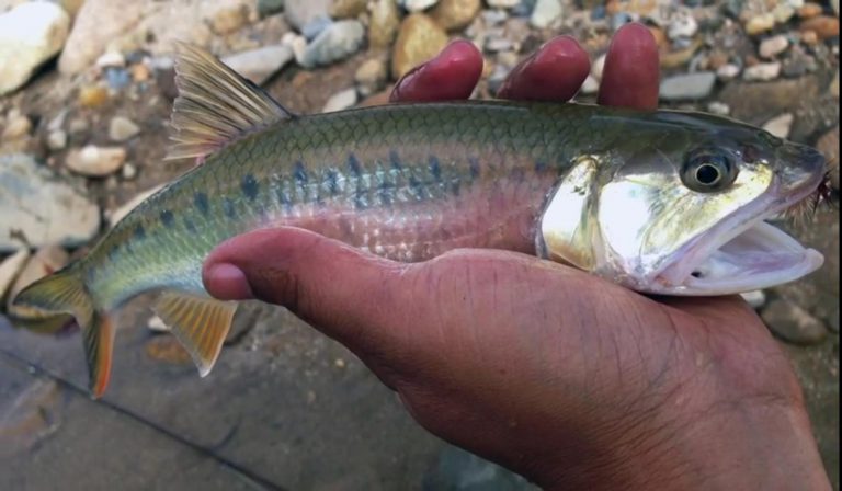 Info Spesies – Kenali Ikan Sikang