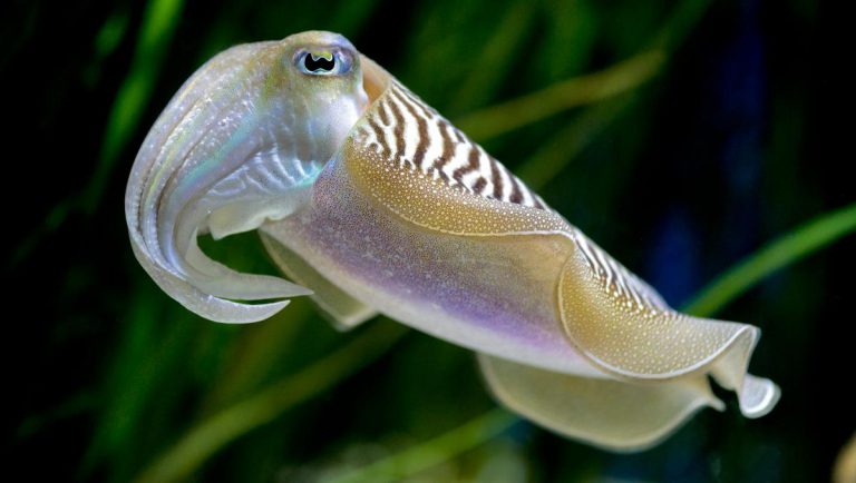 Info Spesies: Kenali sotong katak
