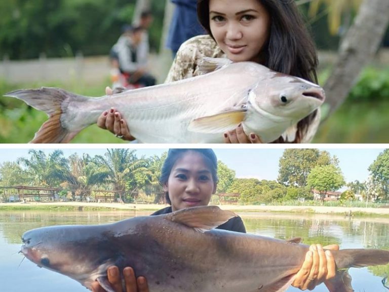 Taktik & Teknik Pancingan Ikan Patin