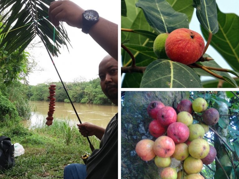 DIY umpan buah ara (umpan patin liar)!!