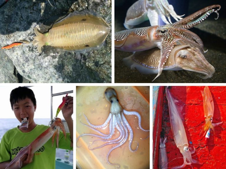Info Spesies : 5 Jenis Sotong Popular Tanah Air