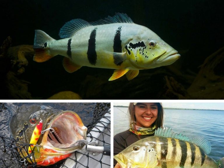 Info Spesies: Kenali 15 Spesies Peacock Bass
