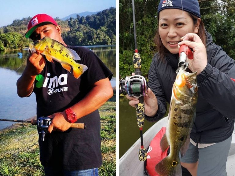 Info Spesies : Kenali ikan raja aka peacock bass