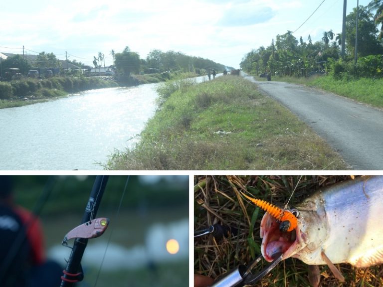 Tip mancing belida tali air @cpd