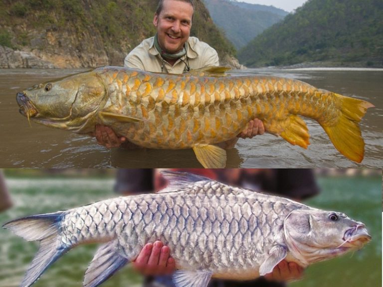 Info Spesies – Spesies ikan kelah di India!!
