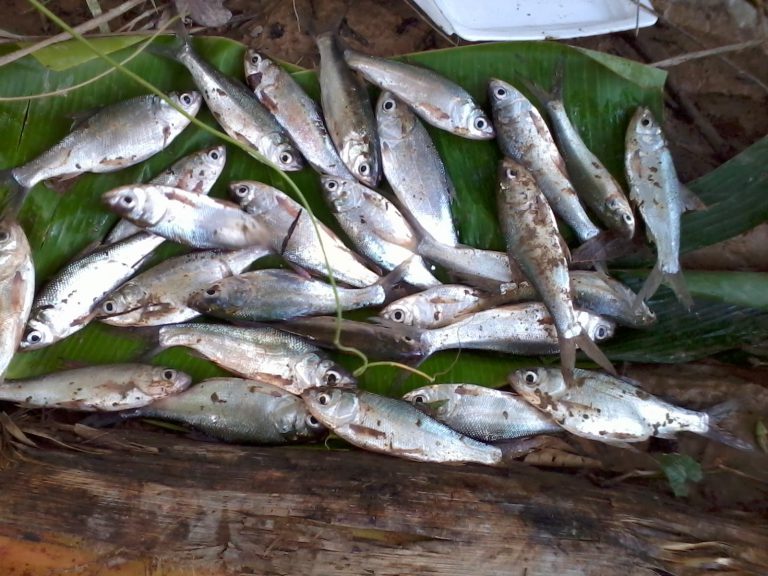 Info Spesies – Profil Ikan Loma!!