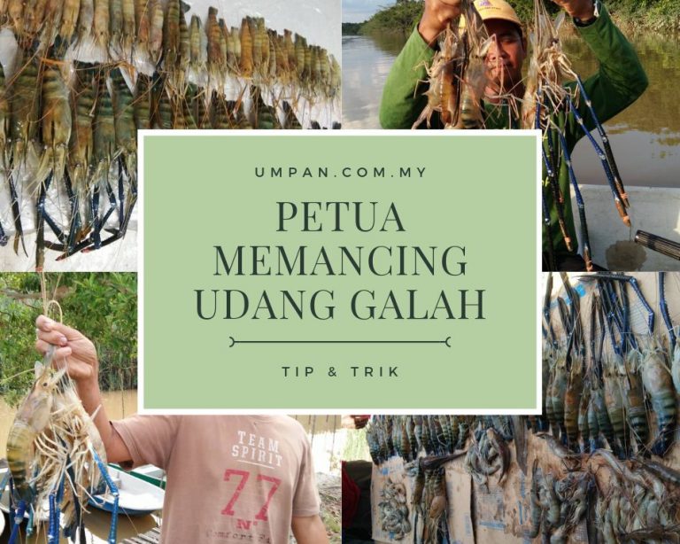 Tip Padu Menjenggo Daro Masta Otai Jenggo!!