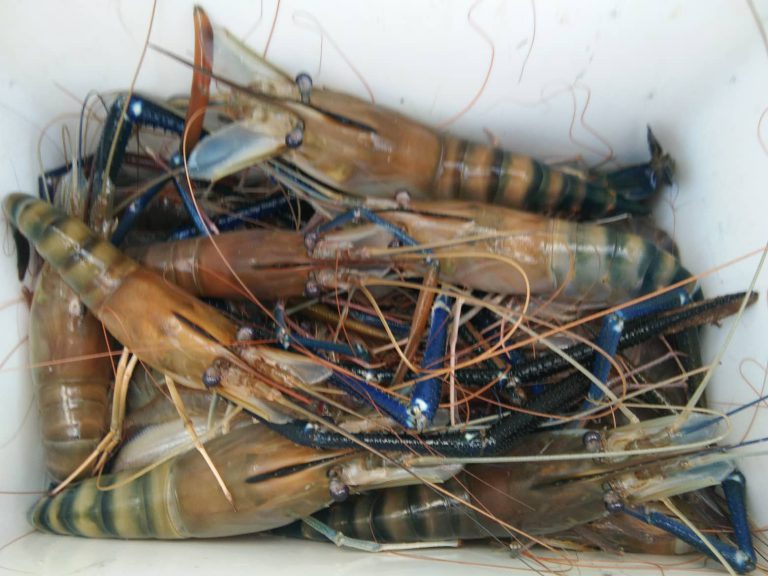 Korang Tanya Umpan Jawab –S10S27- Macam mana nak dapat udang galah saiz jenggo?