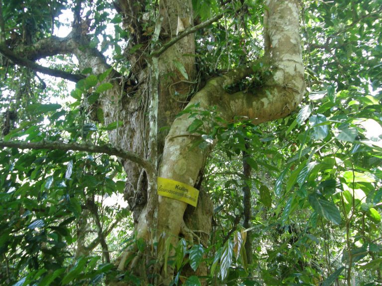 Info Spesies – Kenali Pokok Kulim