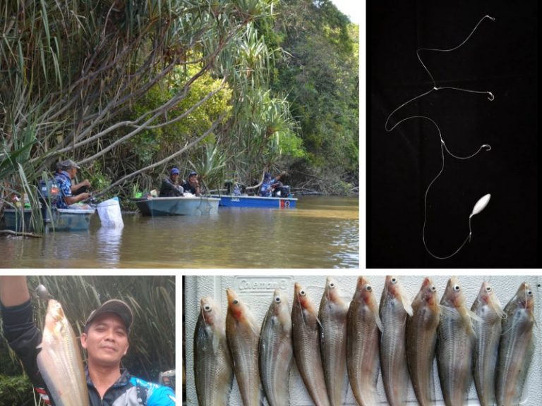 Tip & trik memancing ikan lais!!
