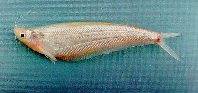 Kenali Ikan Lais Umpan Kenali Ikan Lais Umpan