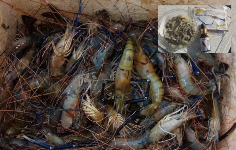 Umpan pemanggil udang galah