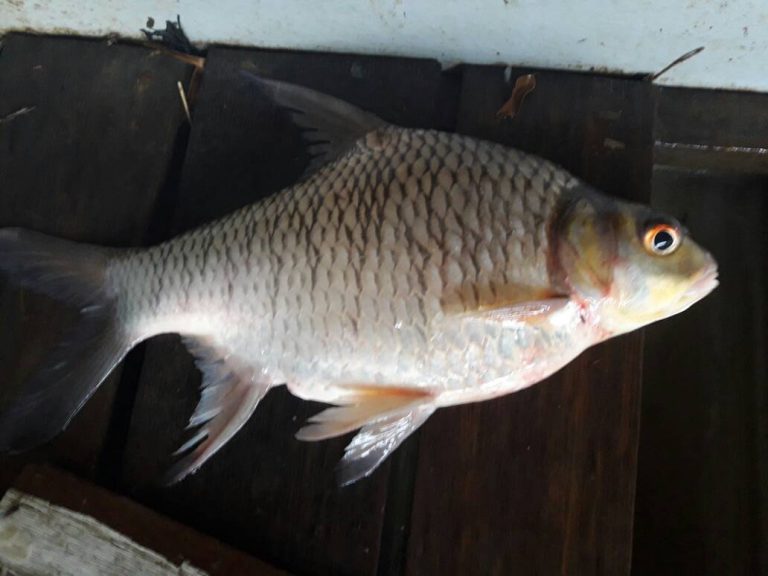 Info Spesies: Profil Ikan Tengalan