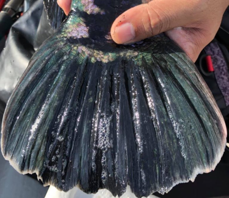 9 Istilah Berkaitan Ikan Toman