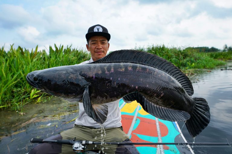 Info Spesies – Profil Ikan Toman