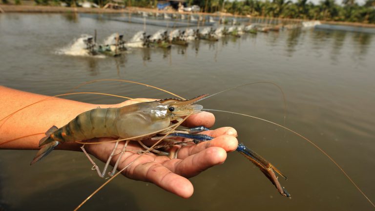 Info Spesies : Profil Udang Galah