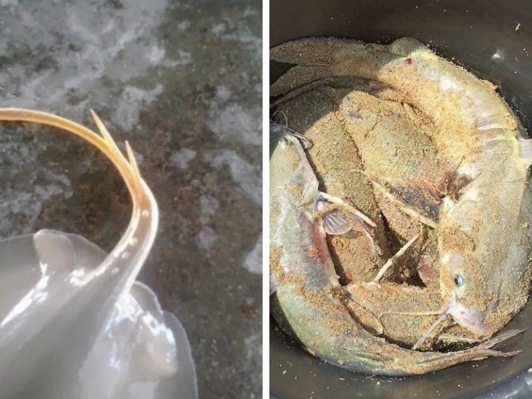 Korang tanya umpan jawab -S10S24- Nak potong sengat ikan panjang mana??