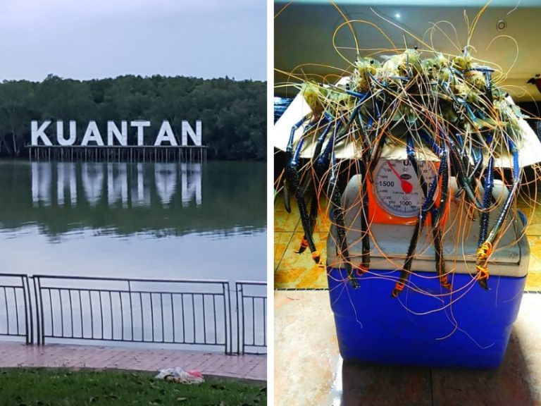 Tip & Trik Memancing Udang Galah Sungai Kuantan