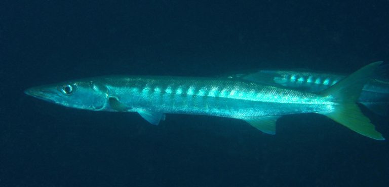 Profil ringkas ikan alu-alu!!