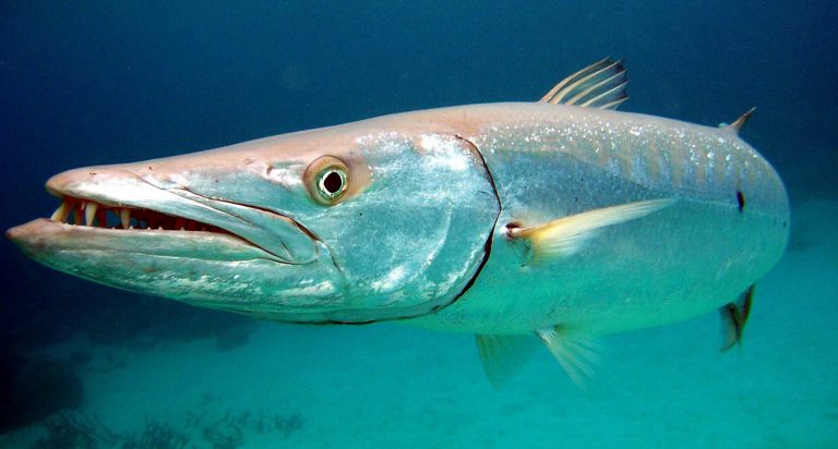 Kenali Famili Ikan Alu-Alu!!