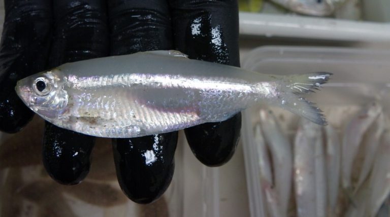Korang Tanya Umpan Jawab – umpan anak ikan cincang rebung?