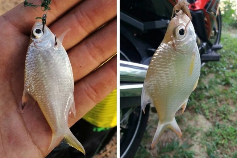 Petua turun temurun memancing lampam sungai!!