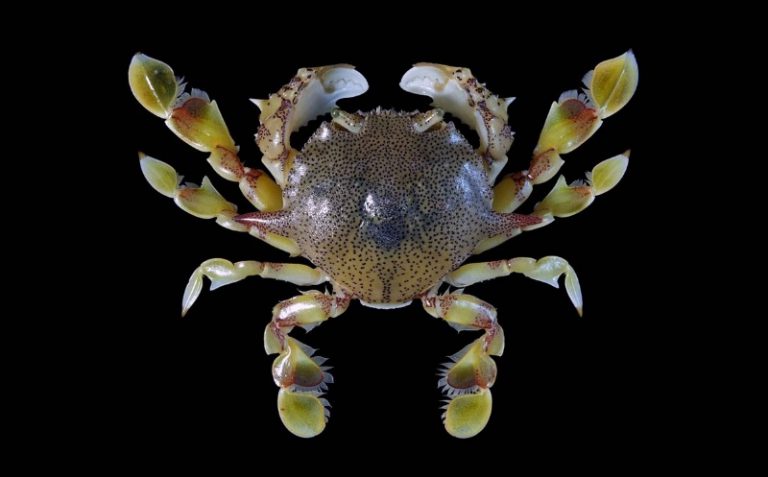 Kenali Ketam Ragi!!