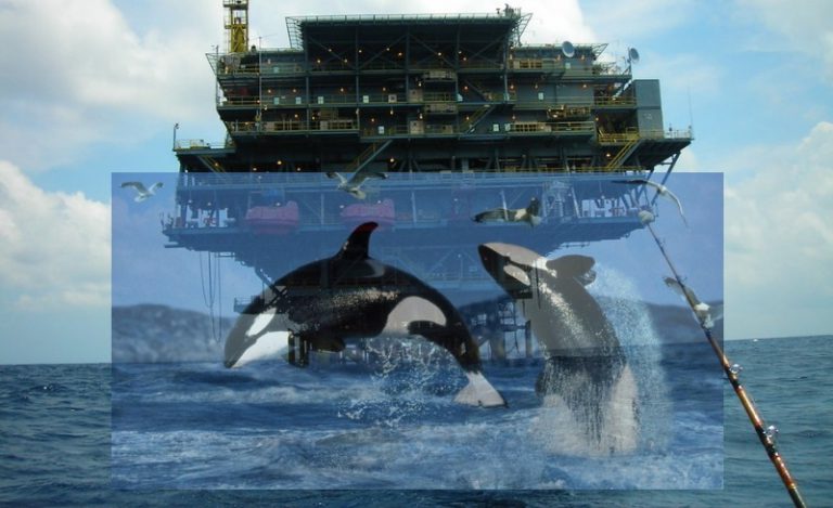 Paus orca muncul di perairan pelantar minyak Terengganu