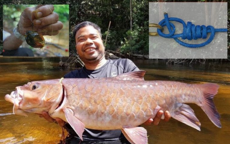Umpan T&T – Ikatan Mata Kail Pancing Kelah!!