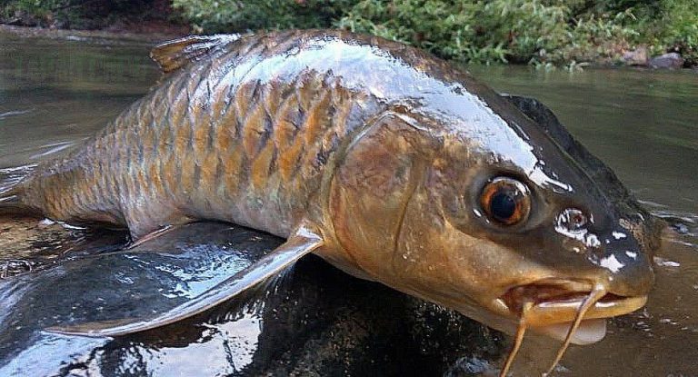 Info spesies: Kenali ikan kelah