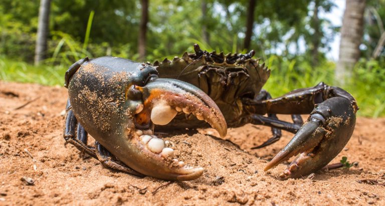 Kenali Ketam Nipah!!