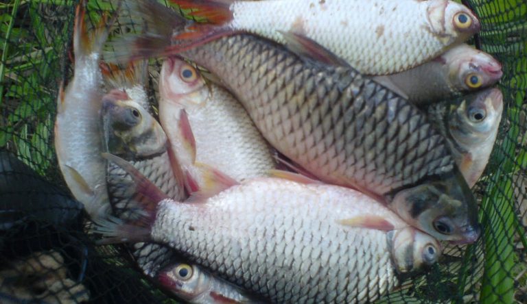 Wacana: Kepentingan Ikan Lampam Dalam Industri