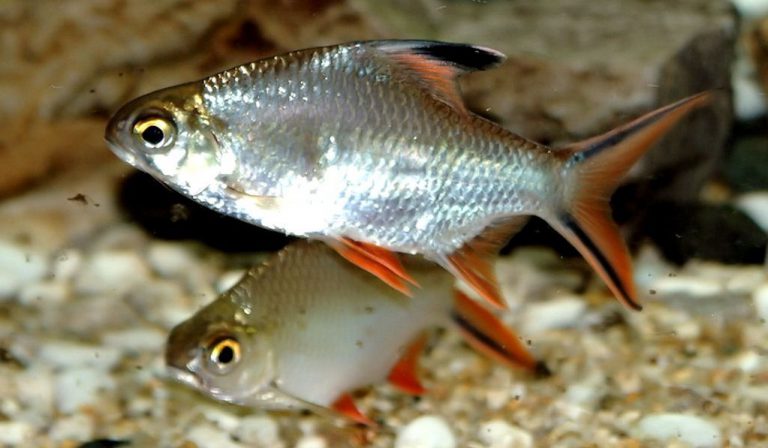 Profil ikan lampam ekor merah!!