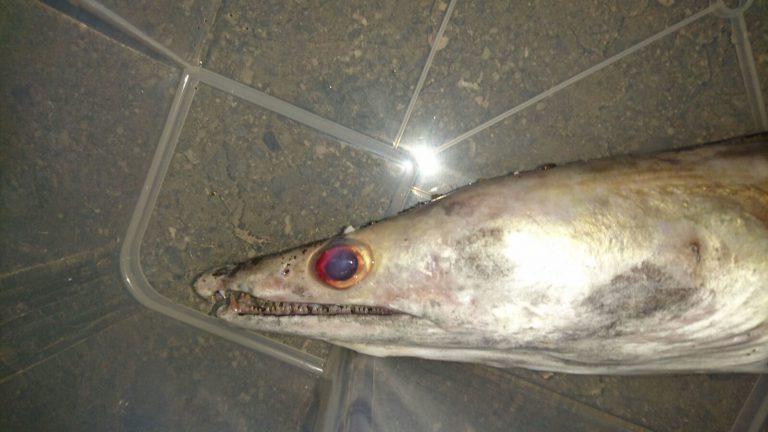Cara Terbaik Mancing Ikan Malong!!
