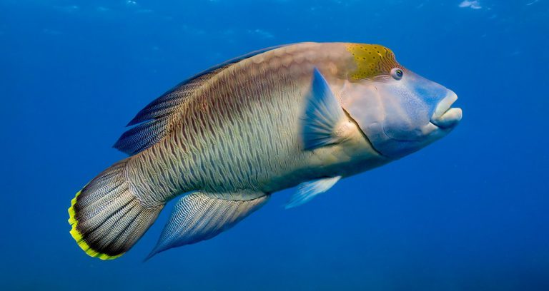 Info spesies: Keluarga ikan bayan / ketarap!!