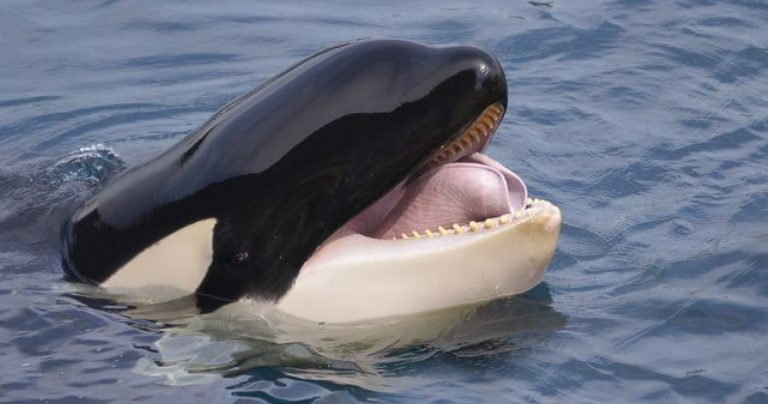 Info Spesies: Kenali paus orca