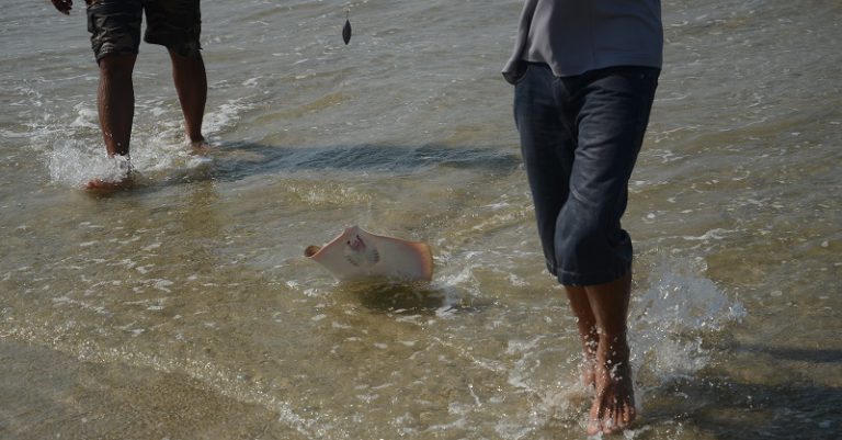 Korang tanya Umpan Jawab – Cara selamat nak lepaskan kembali ikan pari??