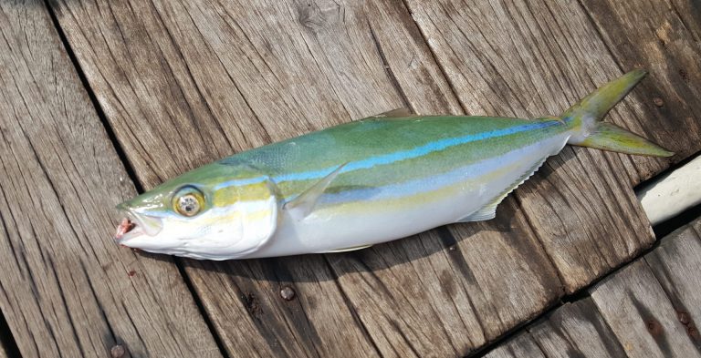 Info Spesies: Kenali ikan pisang-pisang
