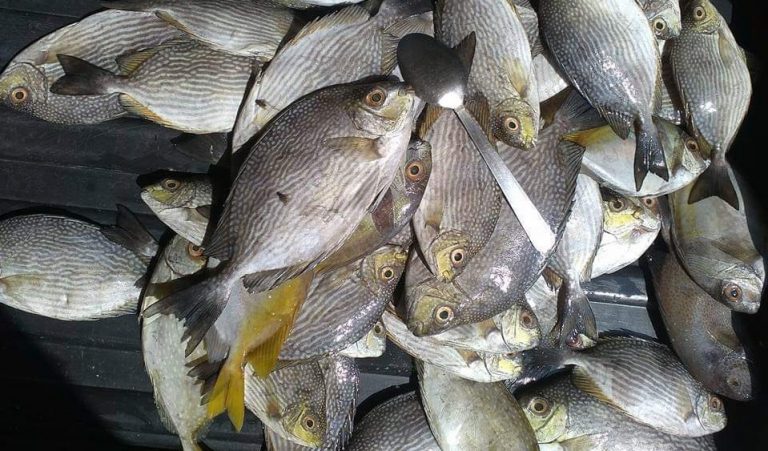 Tip memilih & menyimpan ikan dengkis!!