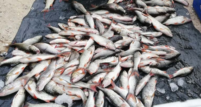 Kenali spesies sebarau satu belang (Hampala macrolepidota)