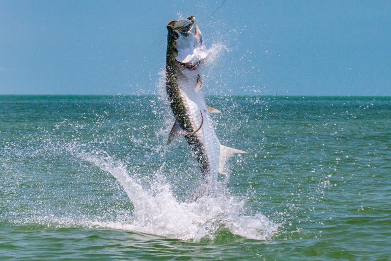 Info Spesies - Kenali Spesies Ikan Bulan!!