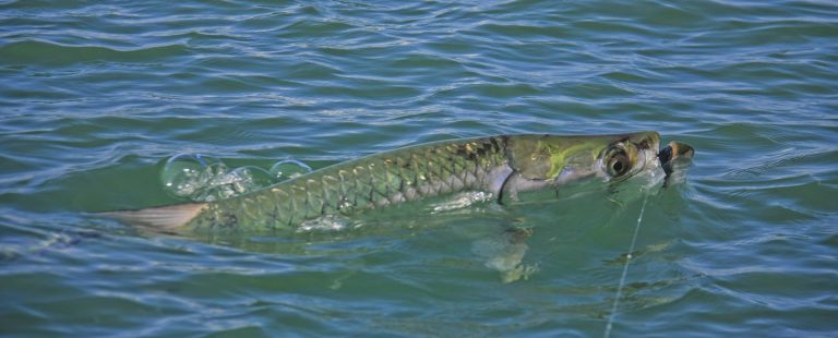 Info Spesies – Kenali Spesies Ikan Bulan!!