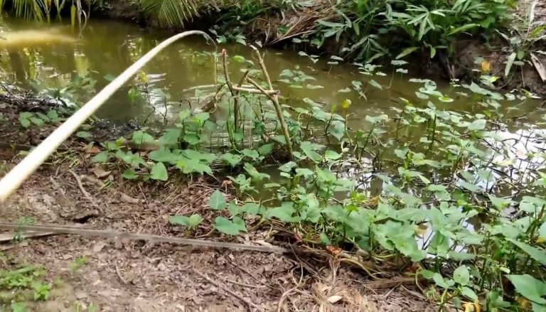 Korang Tanya Umpan Jawab  – Mancing toman guna anak itik?!