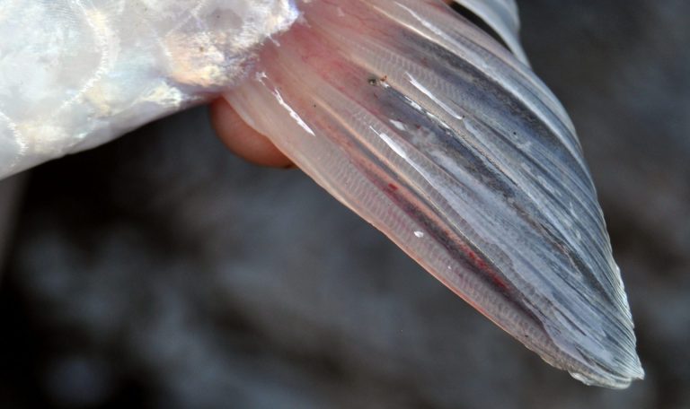 Tip mengenali jantina ikan!!